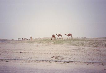 The gratuitous "camels in the desert" picture